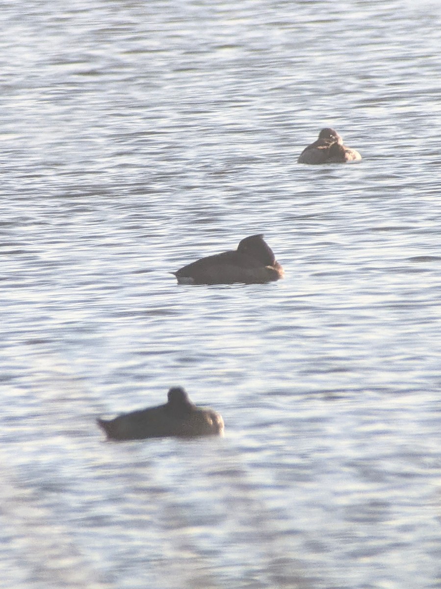 Tufted Duck - ML610508309