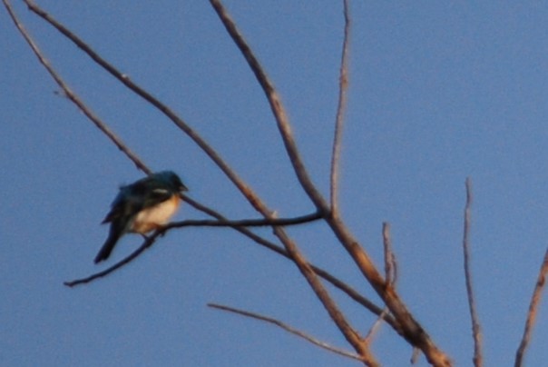 Lazuli Bunting - Ted Armstrong