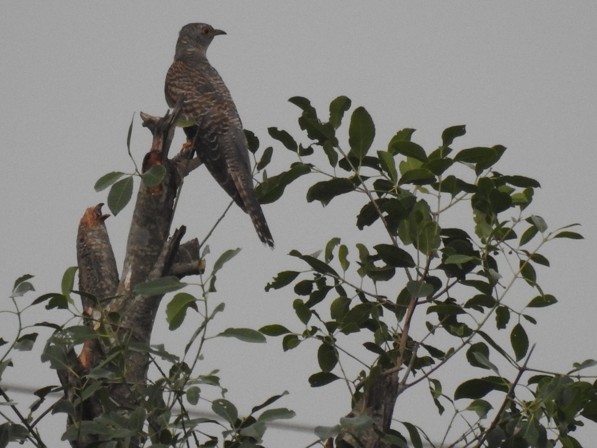 Common Cuckoo - ML610508406