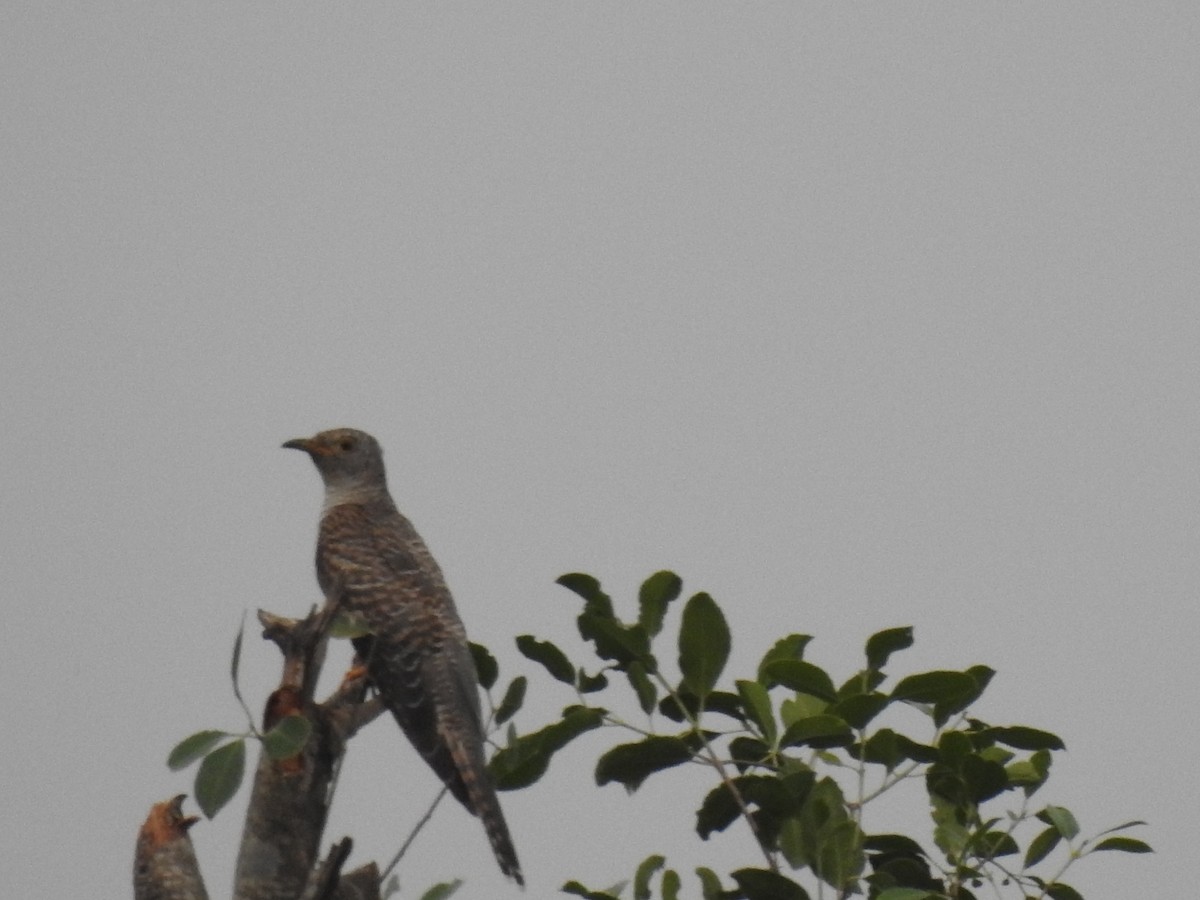 Common Cuckoo - ML610508407