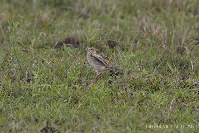 Australian Pipit - Greg McLachlan