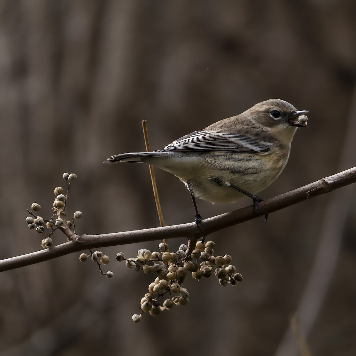 Yellow-rumped Warbler - ML610508520