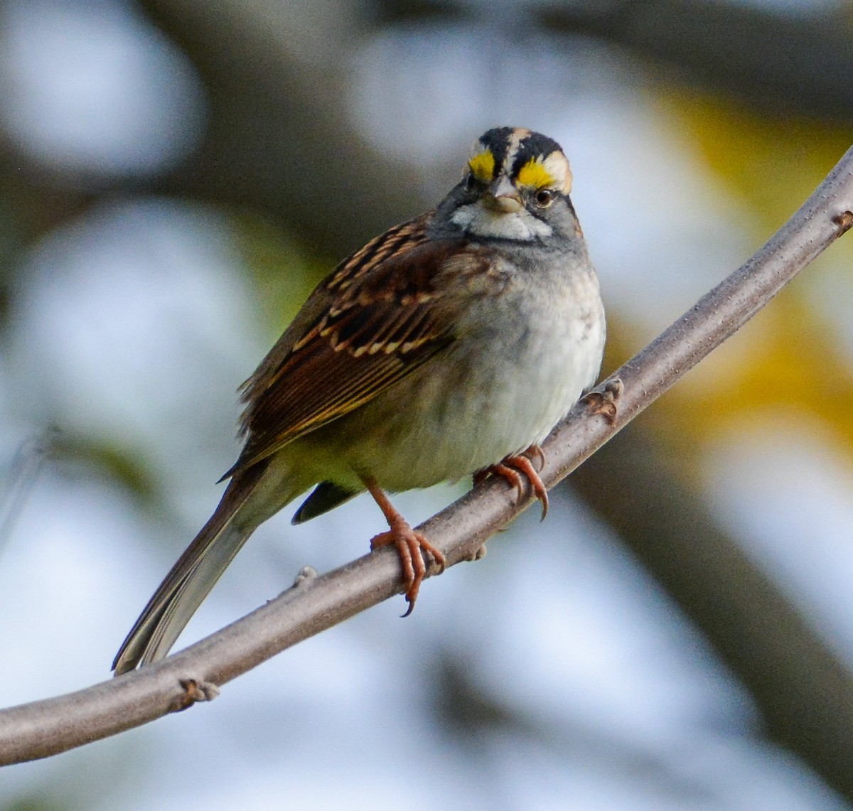 White-throated Sparrow - Connie Galey