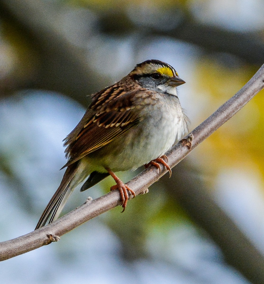 White-throated Sparrow - Connie Galey