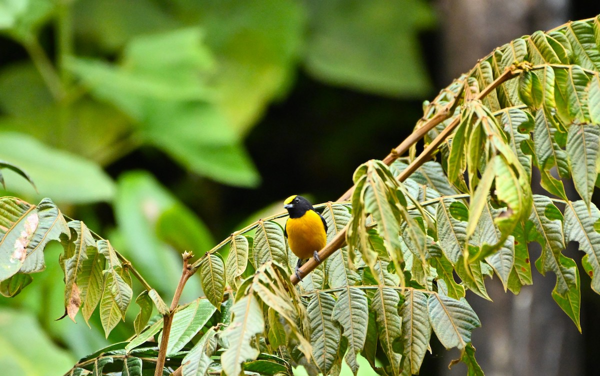 Orange-crowned Euphonia - Marcelo Donoso