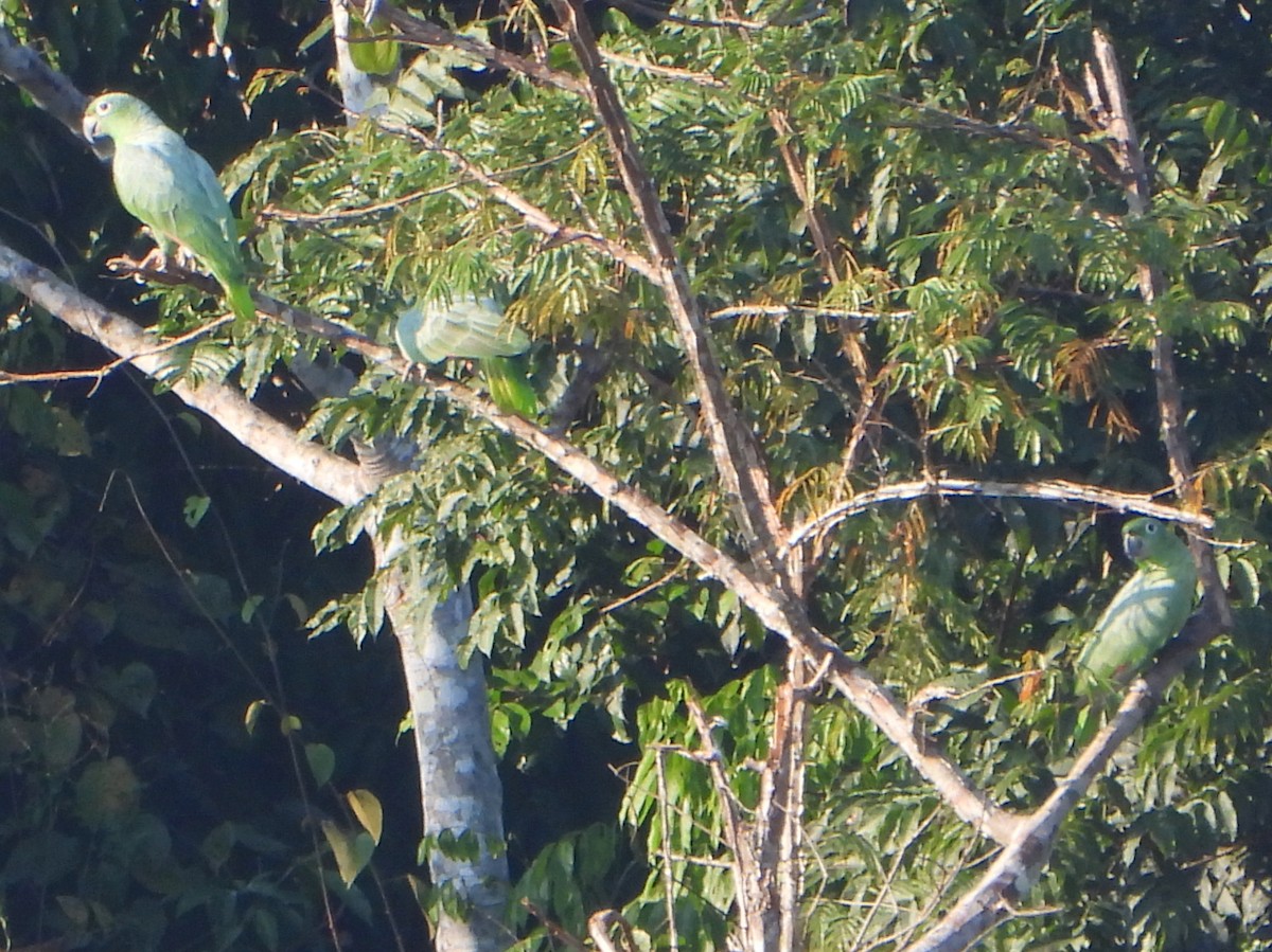 Mealy Parrot (Southern) - ML610508817