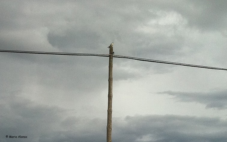 Black-winged Kite - ML610508818
