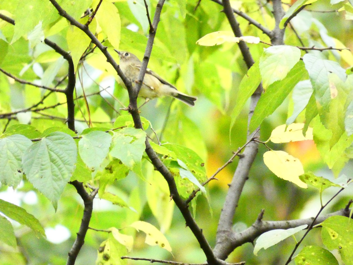 Ruby-crowned Kinglet - ML610508828
