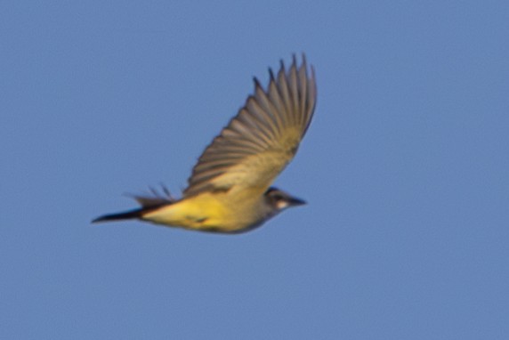 Cassin's Kingbird - ML610508989