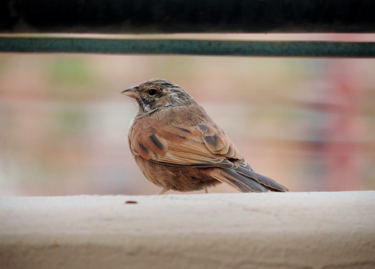 House Bunting - ML610509018