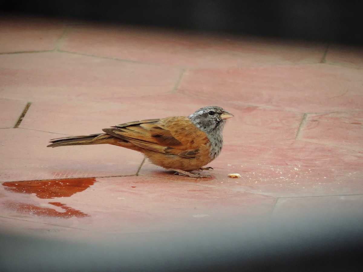 House Bunting - ML610509019