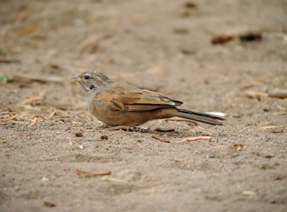 House Bunting - ML610509020