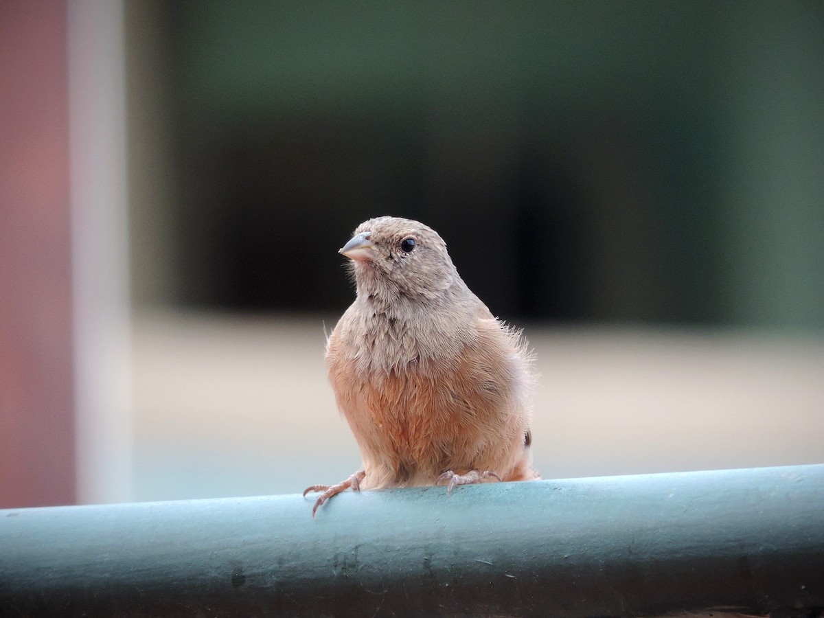 House Bunting - ML610509021