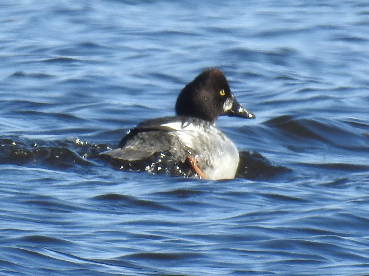 Barrow's Goldeneye - ML610509188