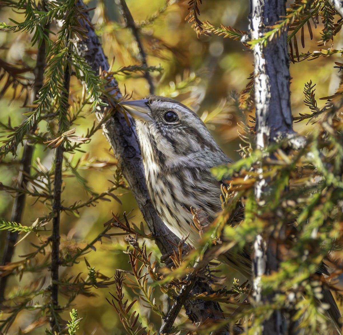 Song Sparrow - ML610509246