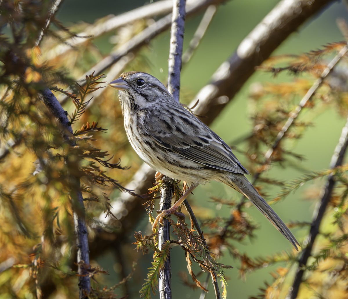 Song Sparrow - ML610509258