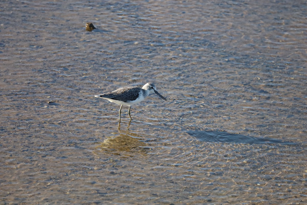 Common Greenshank - Luís Filipe Ferreira