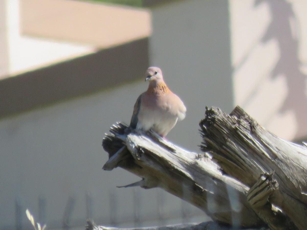 Laughing Dove - ML610509306
