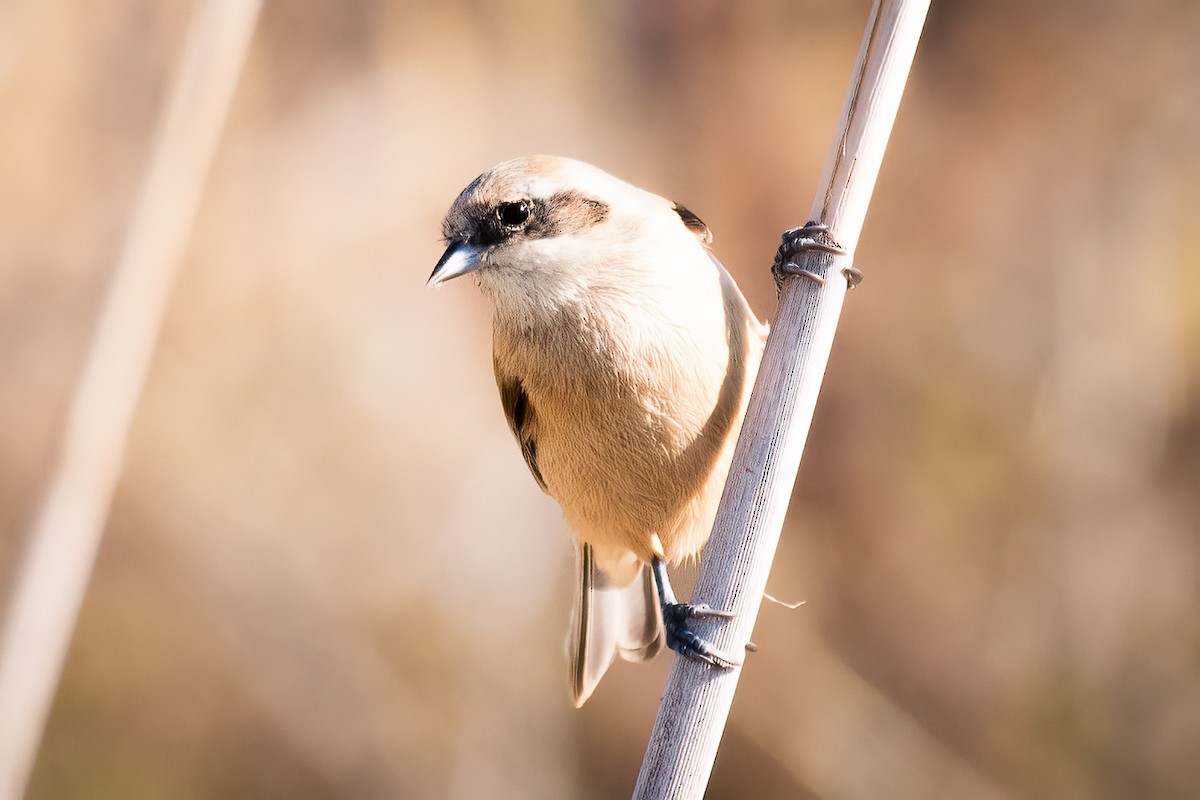 Rémiz penduline - ML610509338