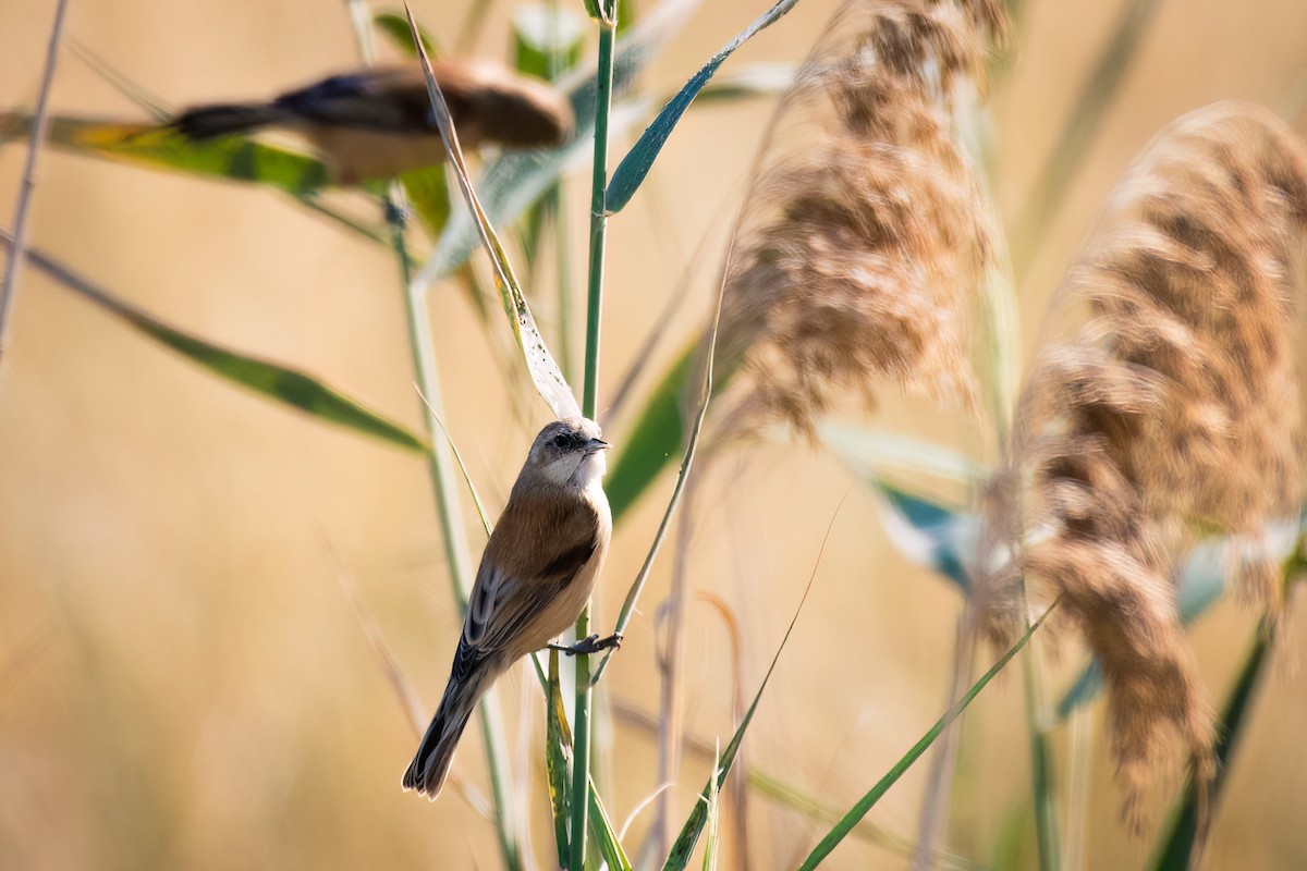 Eurasian Penduline-Tit - Stratis Vavoudis