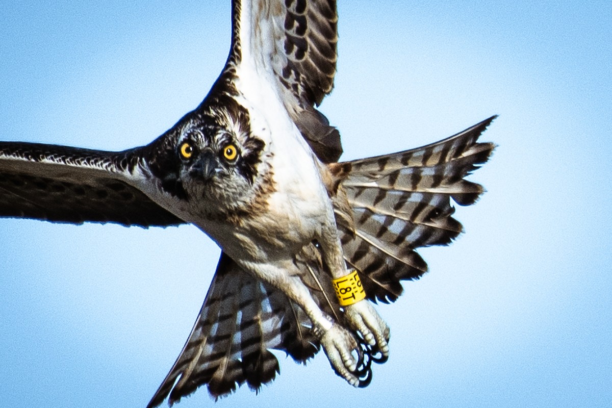 Osprey - Stratis Vavoudis