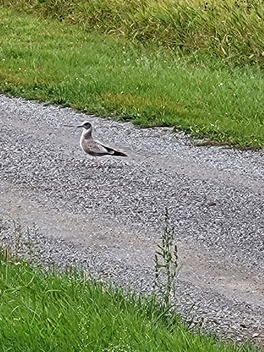 Short-billed Gull - Martha Burchat