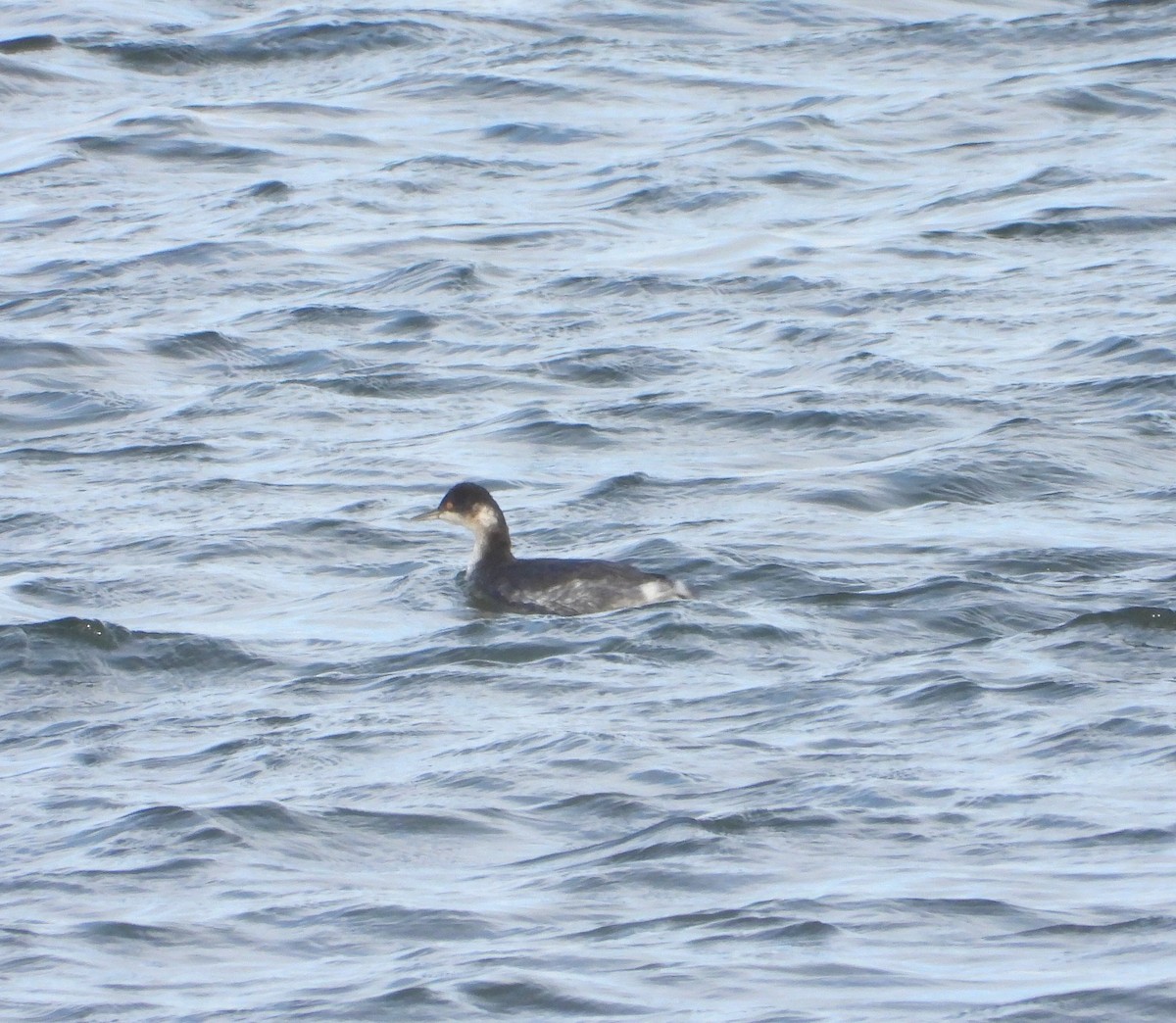 Eared Grebe - ML610509432