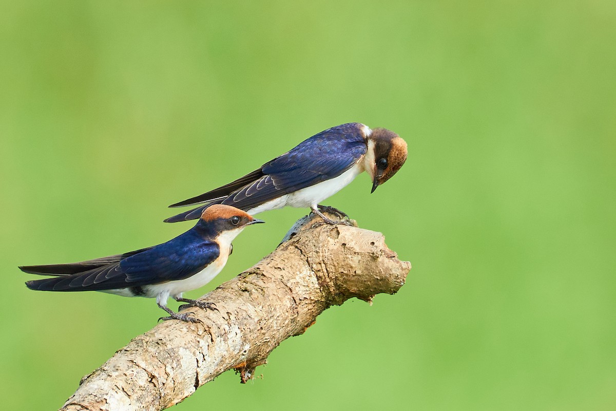 Golondrina Colilarga - ML610509444