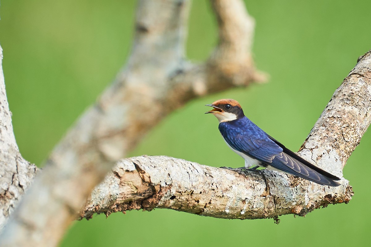 Golondrina Colilarga - ML610509445