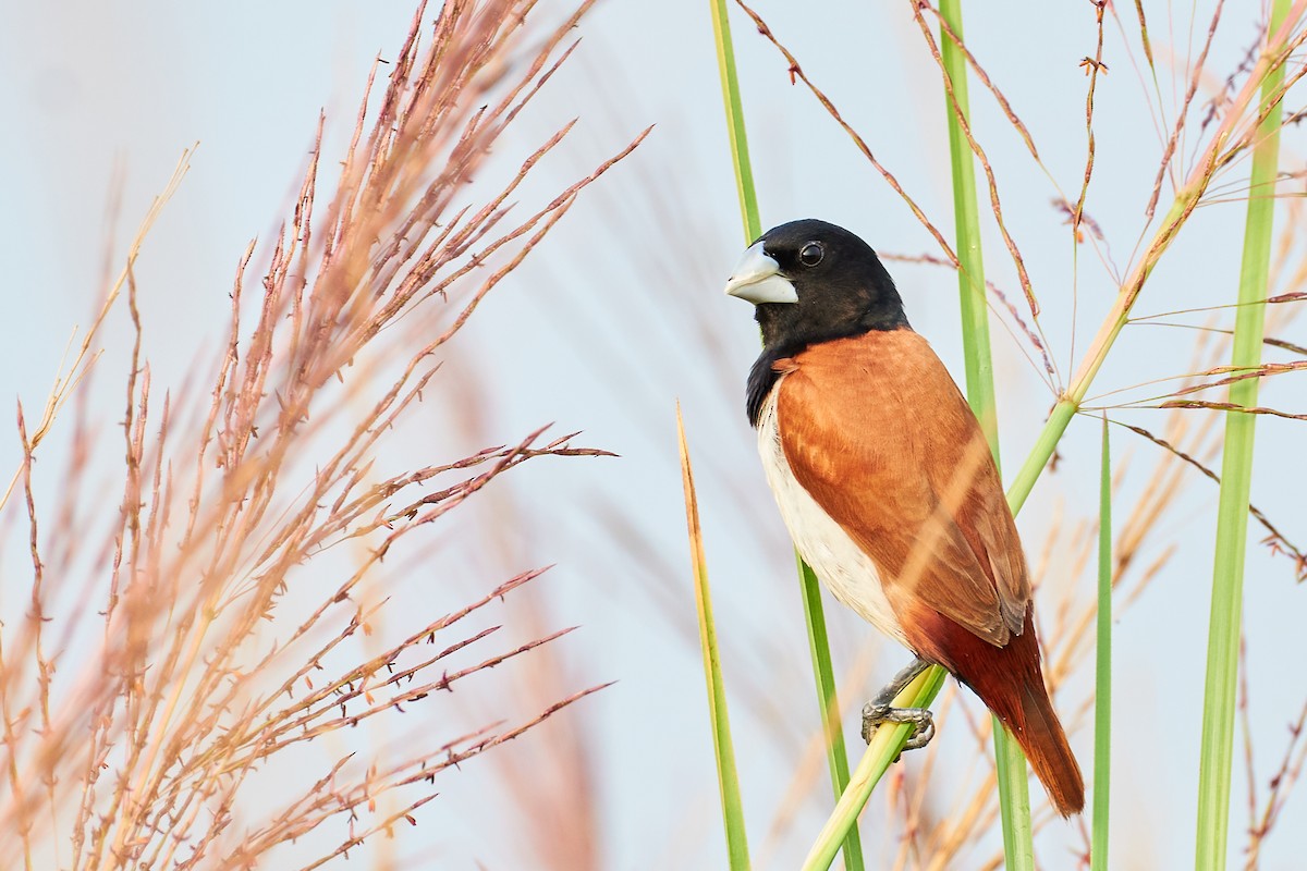 Tricolored Munia - ML610509528