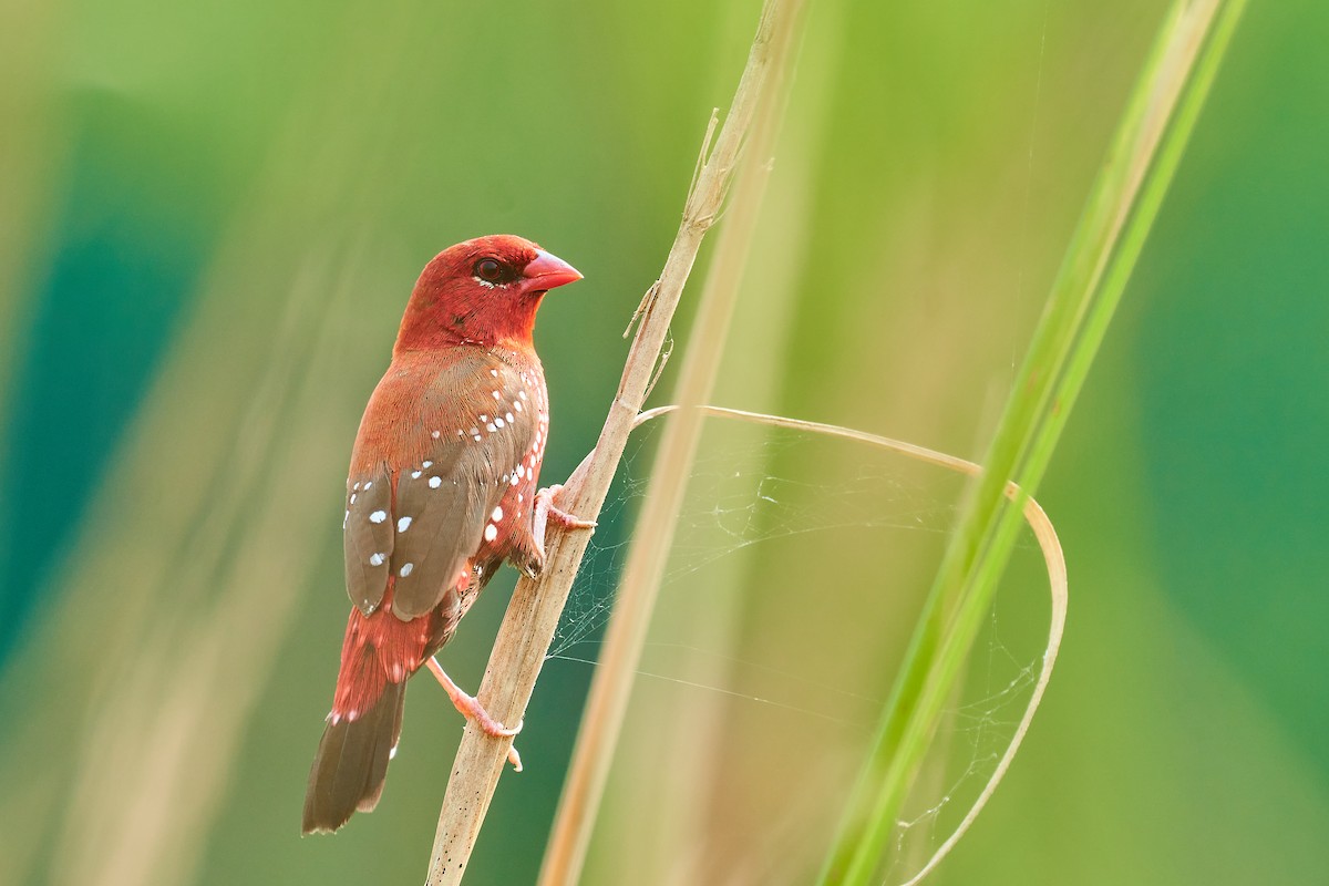 Red Avadavat - ML610509554