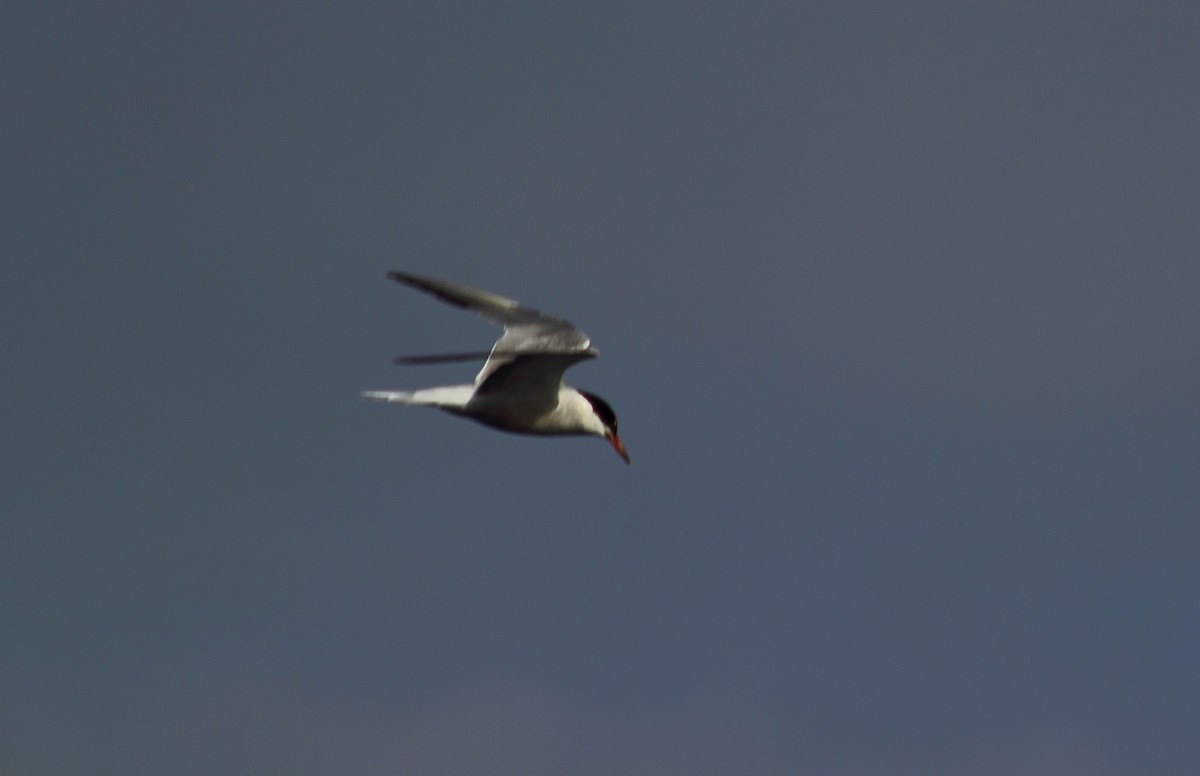 Arctic Tern - ML610509565