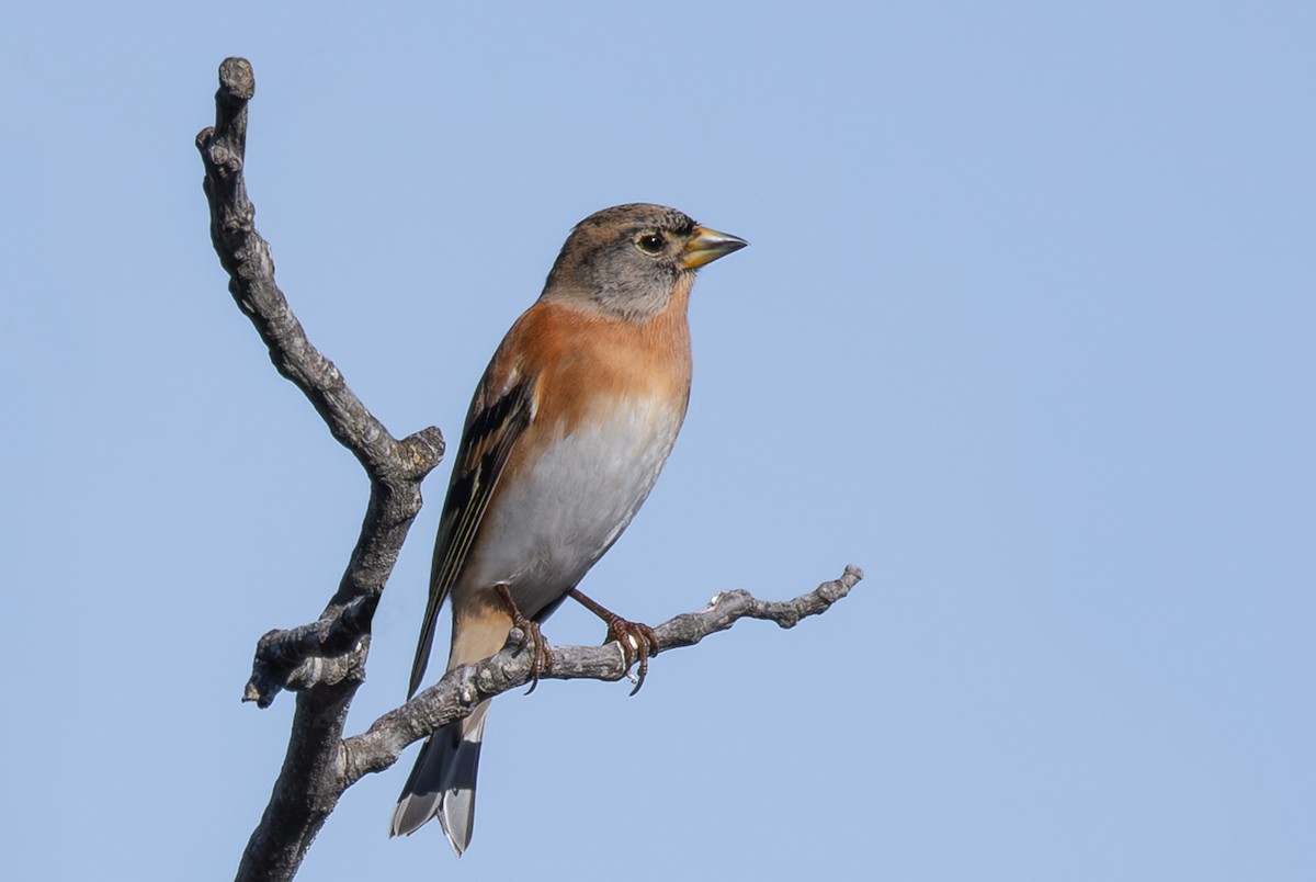 Brambling - ML610509583