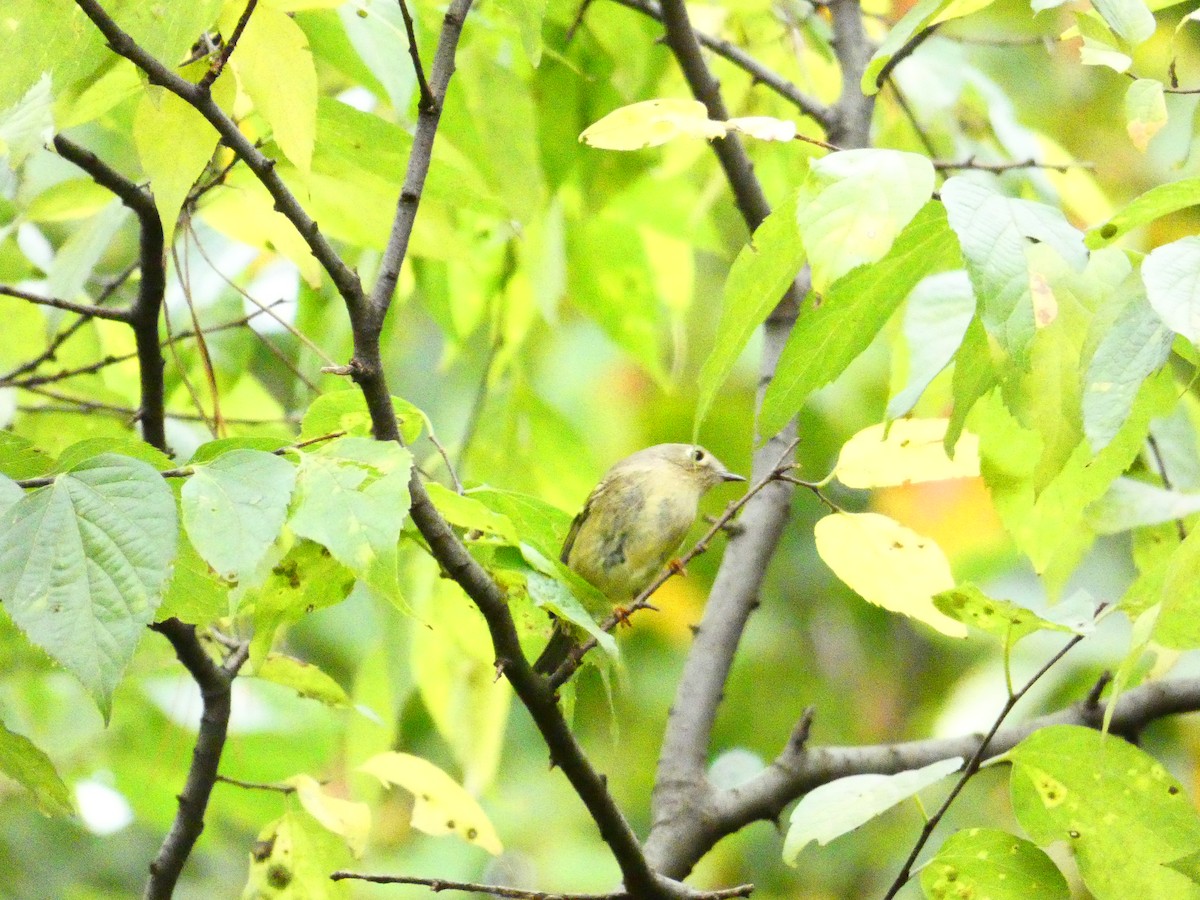 Ruby-crowned Kinglet - ML610509585