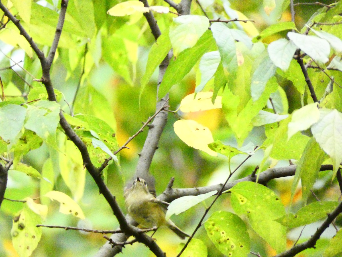 Ruby-crowned Kinglet - ML610509607