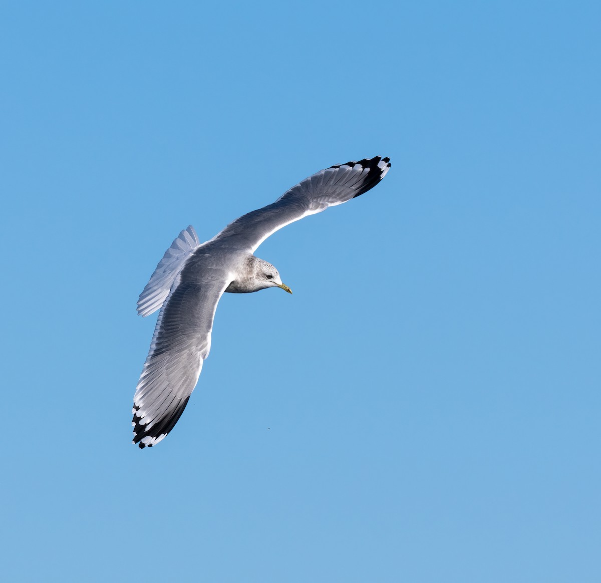 Short-billed Gull - ML610509631