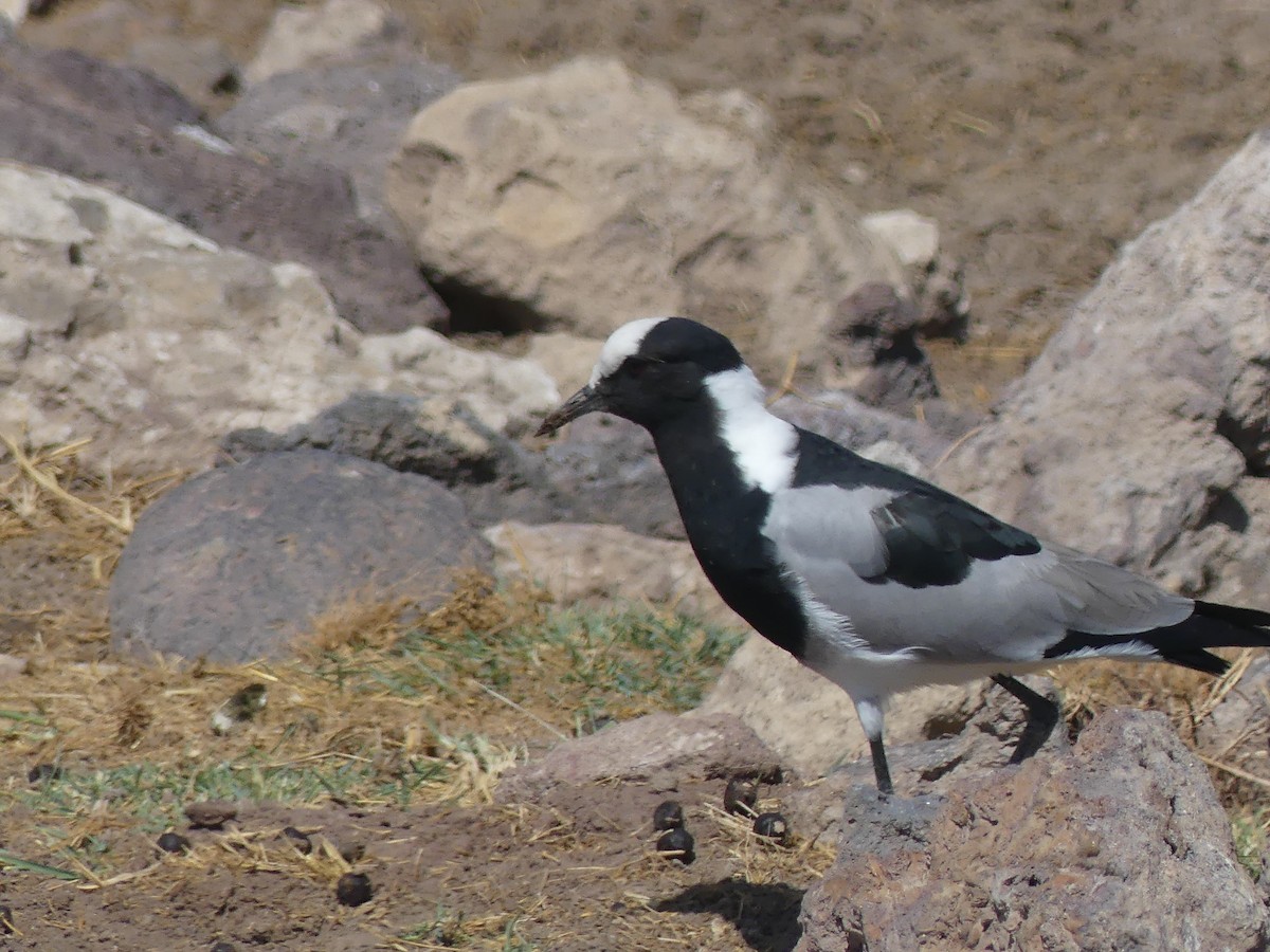 Blacksmith Lapwing - ML610509691