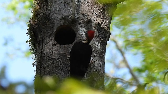 Lineated Woodpecker - ML610509693