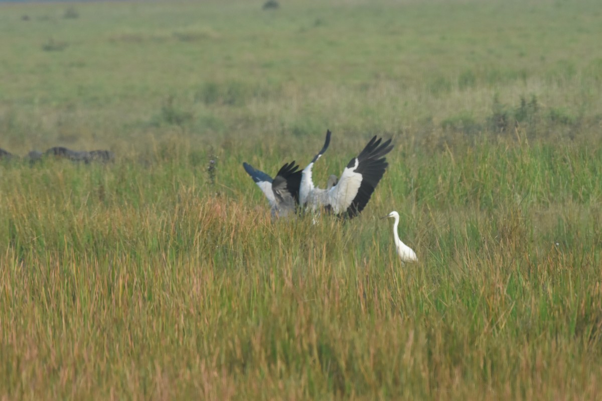 Asian Openbill - ML610509768