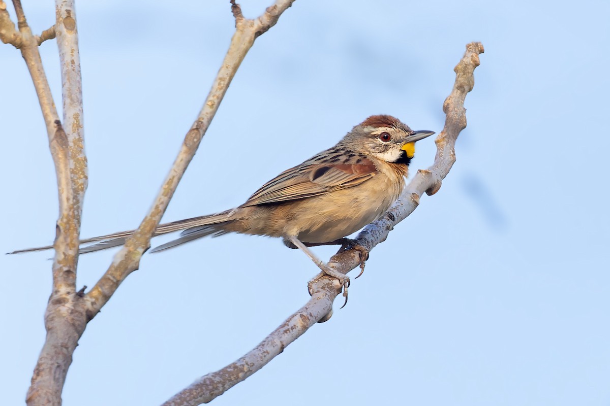 Chotoy Spinetail - ML610509785