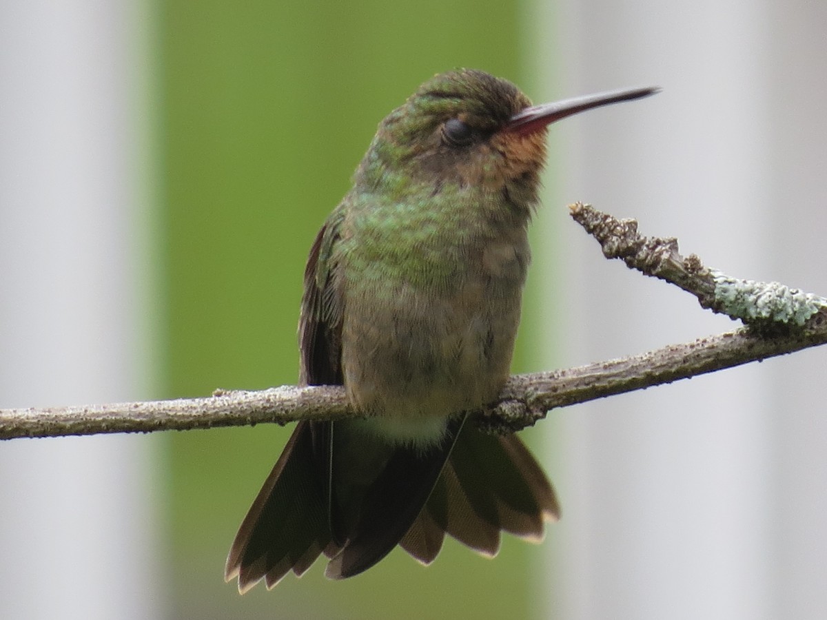 Gilded Hummingbird - ML610509814