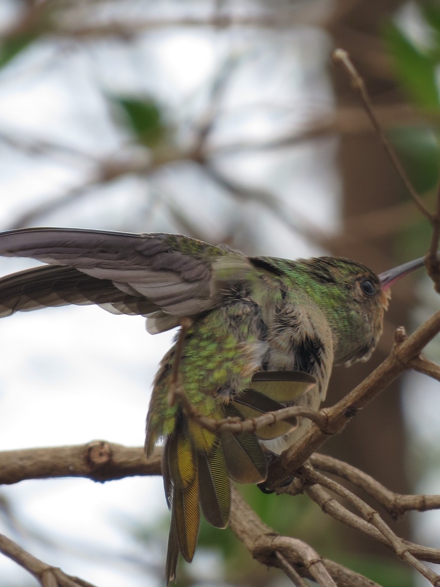 Gilded Hummingbird - ML610509815