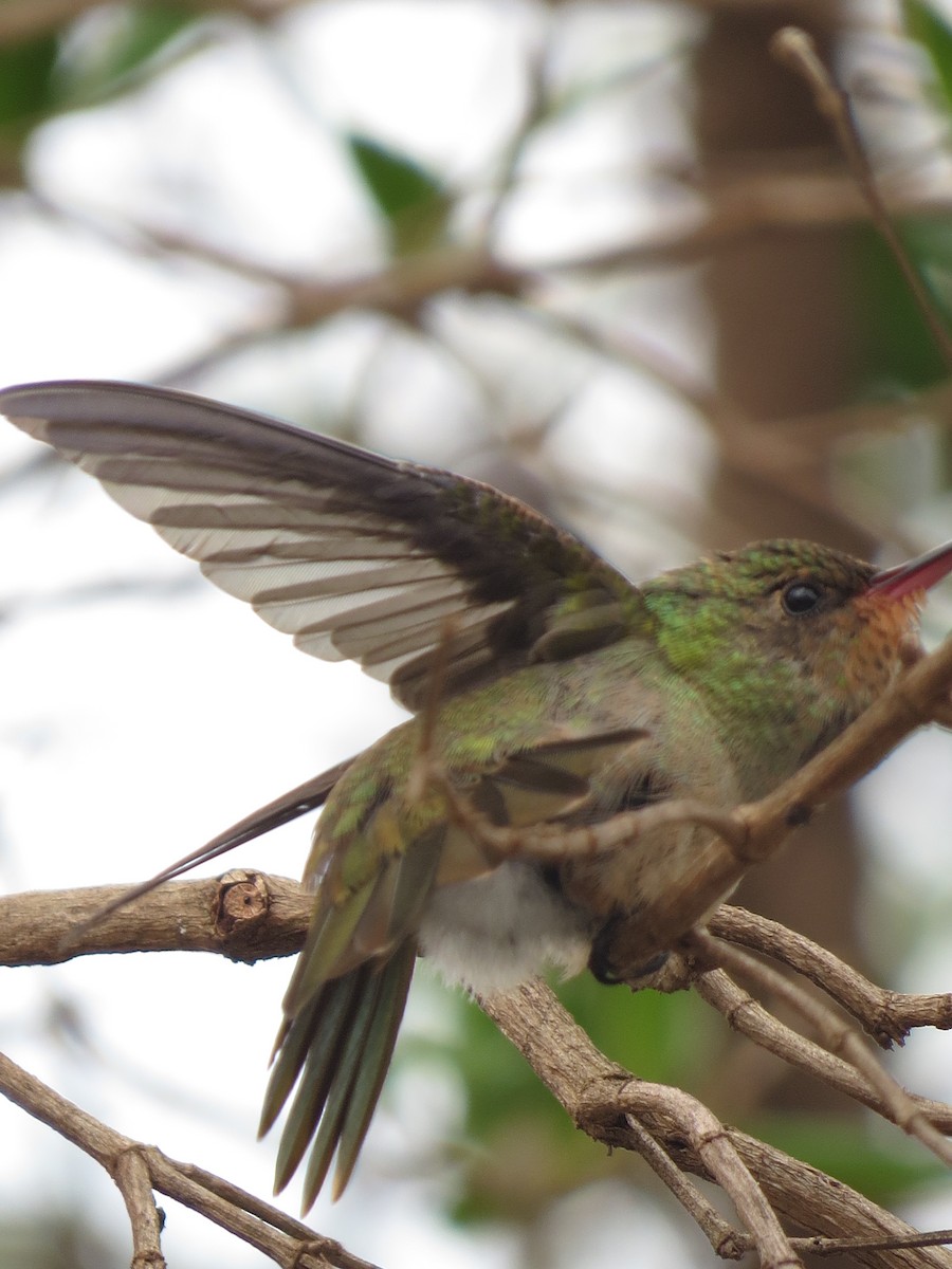 Gilded Hummingbird - ML610509816