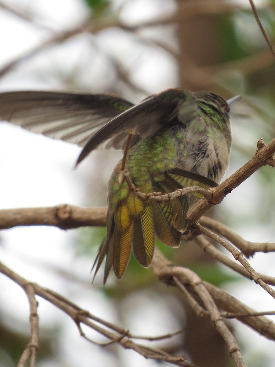 Gilded Hummingbird - ML610509817