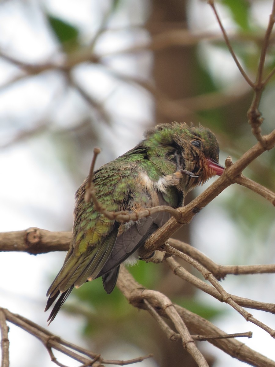 Gilded Hummingbird - ML610509819