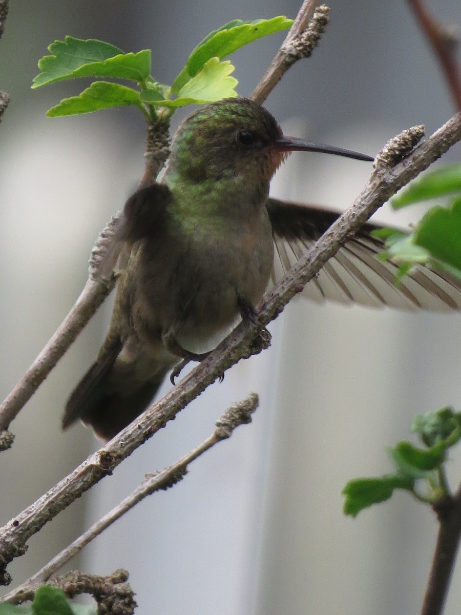 Gilded Hummingbird - ML610509822