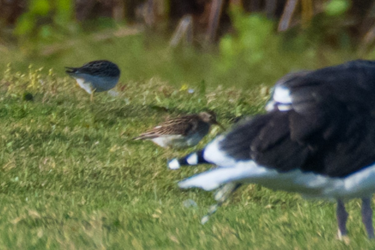 Graubrust-Strandläufer - ML610509876