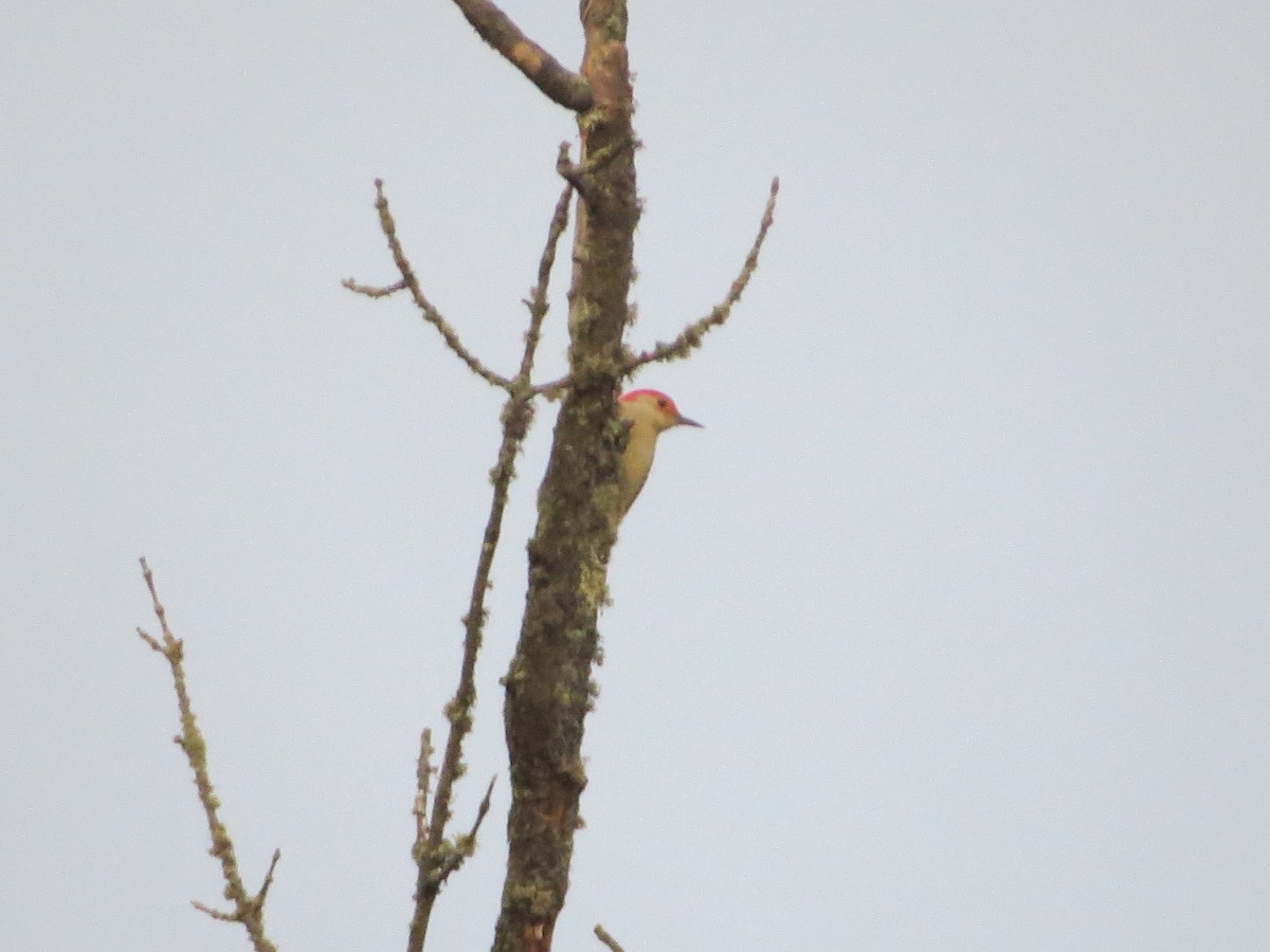 Red-bellied Woodpecker - ML610510131