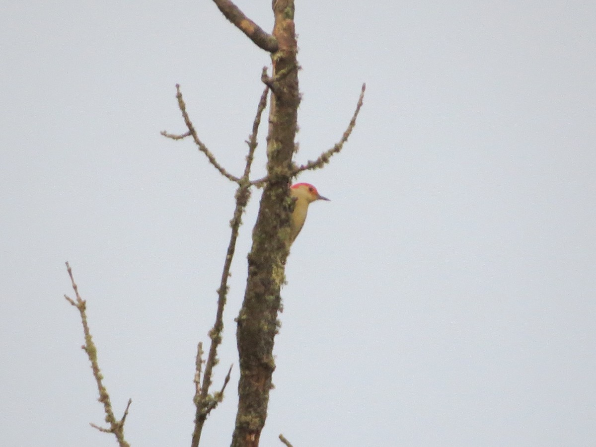 Red-bellied Woodpecker - ML610510131