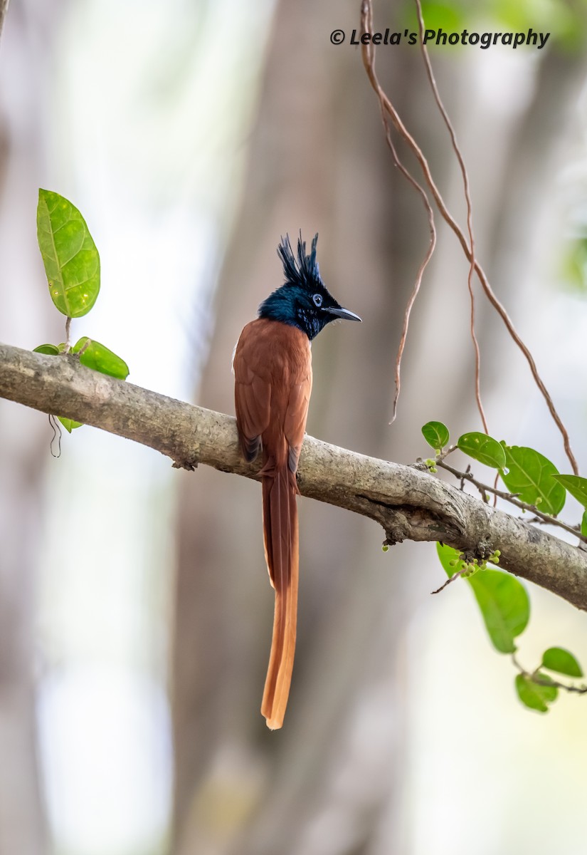 Indian Paradise-Flycatcher - ML610510240